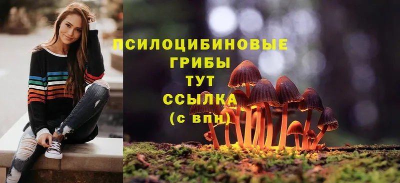 Галлюциногенные грибы Psilocybe Верея